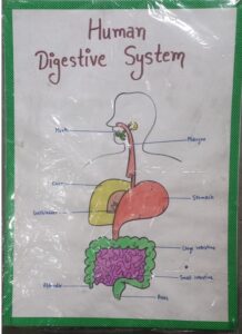 HUMAN DIGESTIVE SYSTEM WITH LED LIGHTS MRP RS 550 (RACK G3K3)