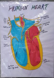 HUMAN HEART MODEL MRP RS 300(RACK G3K3)