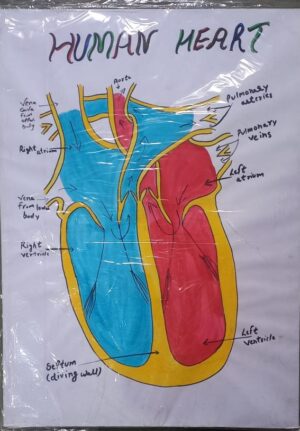 HUMAN HEART MODEL MRP RS 300(RACK G3K3)
