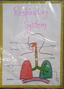 RESPIRATORY SYSTEM MODEL WITH LED LIGHTS MRP RS 550 (RACK G3K3)