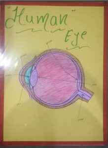 HUMAN EYE MODEL MRP 250 (RACK G3K3)