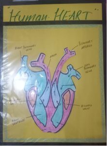 HUMAN HEART MODEL MRP RS 250 (RACK G3K3)