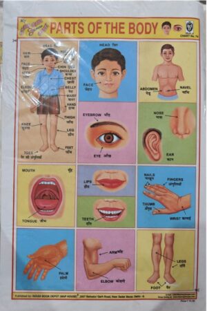 STICKER CHARTS PARTS OF BODY MRP RS 10 (74 NO.)