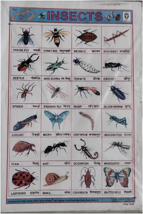 STICKER CHART INSECTS (N0 50) RS 10