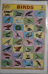 STICKER CHART BIRDS (NO 13 ) MRP RS 10