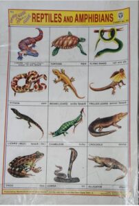 STICKER CHART REPTILES AND AMPHIBIONS (NO 82) MRP RS 10