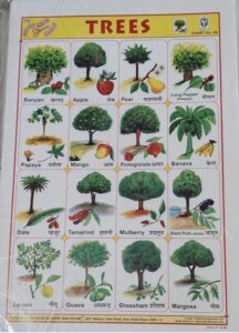 STICKER CHART TREES (NO. 94) MRP RS 10
