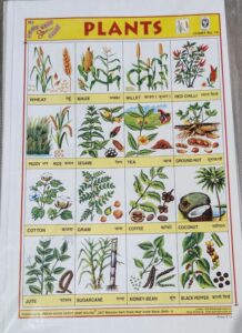 STICKER CHART PLANTS (NO 76) MRP RS 10