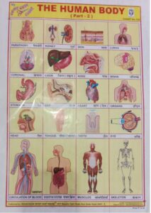 THE HUMAN BODY PART -2 (INTERNAL BODY PARTS)-2(NO 126) MRP RS 10