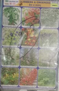 CLIMBERS AND CREEPERS STICKER CHART NO 223 MRP 10