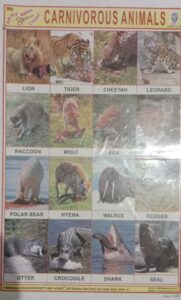 CARNIVORUS ANIMALS STICKER CHART NO 241 MRP 10