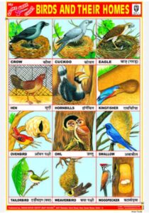 BIRDS AND THEIR HOMES CHART NO 138 MRP 10